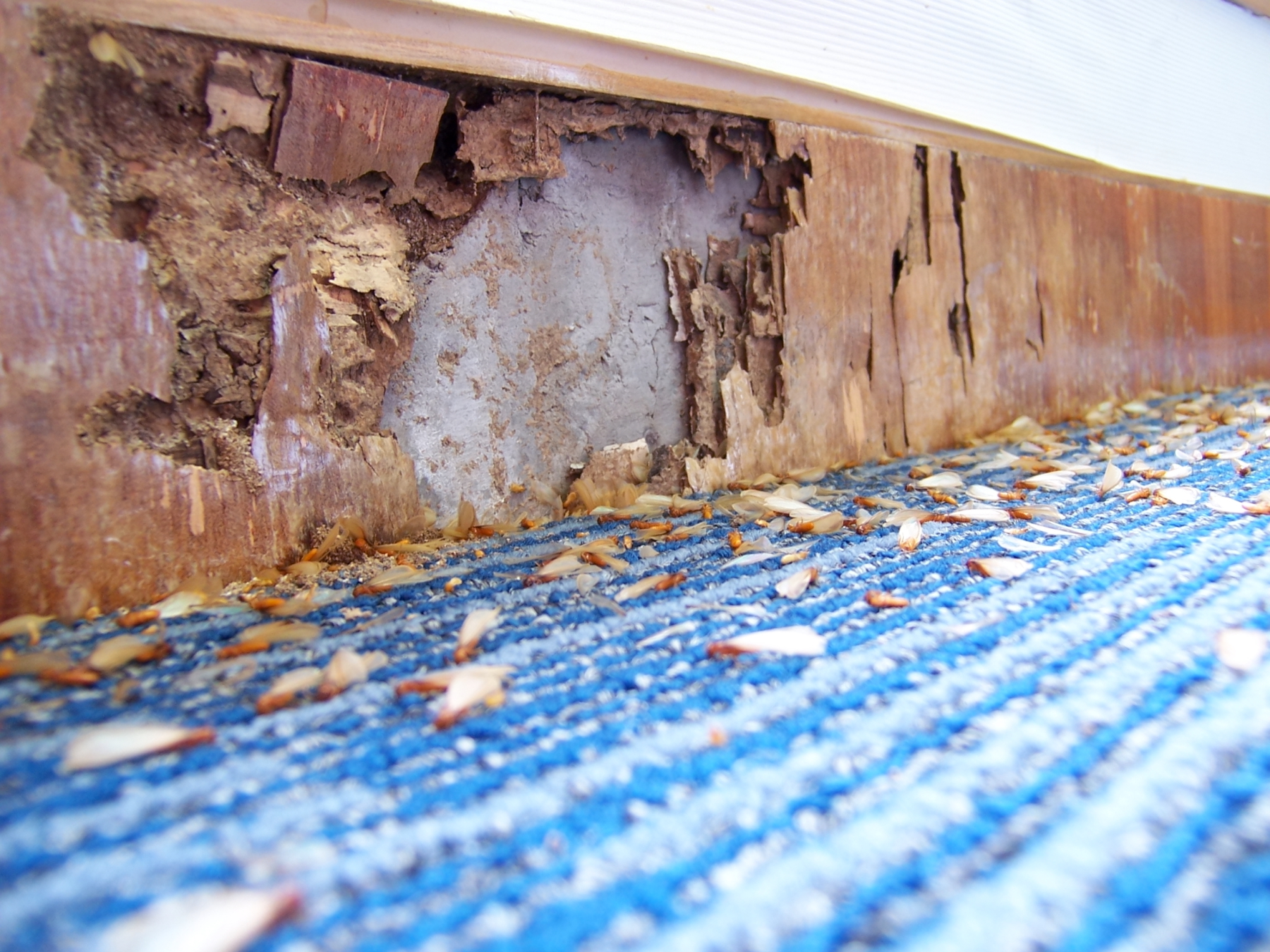 Termite infestation: Wooden panel eaten up by termites.