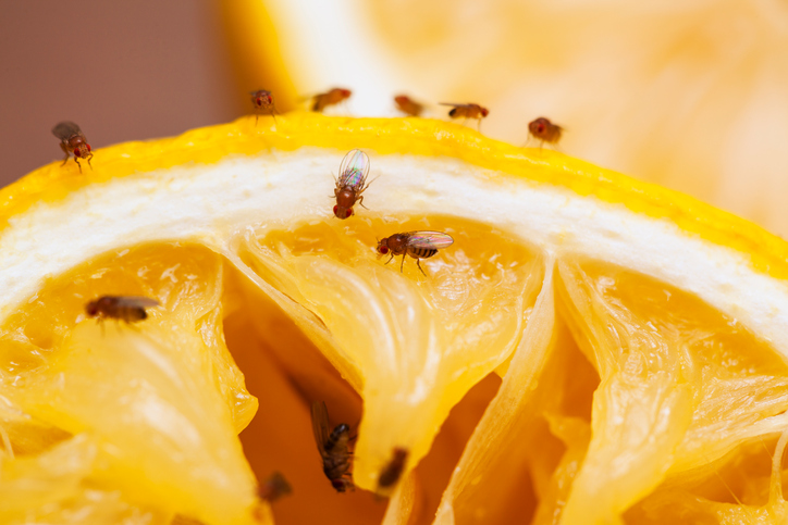 fruit fly control