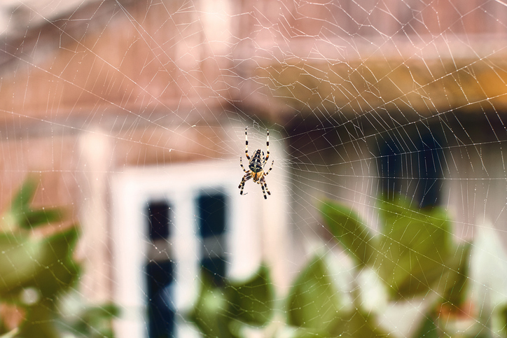 spider in web
