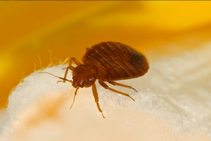 how to get rid of bed bugs bain pest control