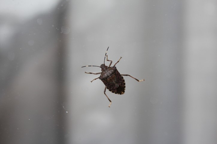 how to keep stink bugs out of your house bain pest control
