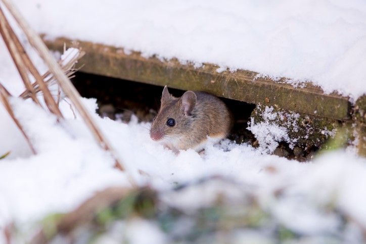 Rodent in the winter