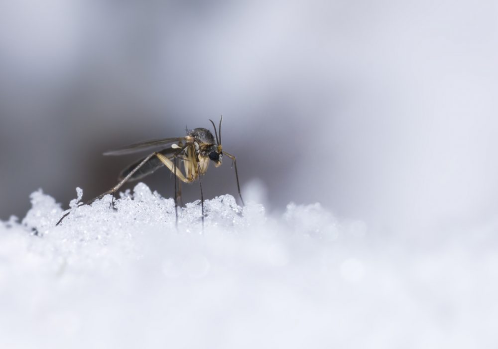 how to manage your winter pest problem bain pest control