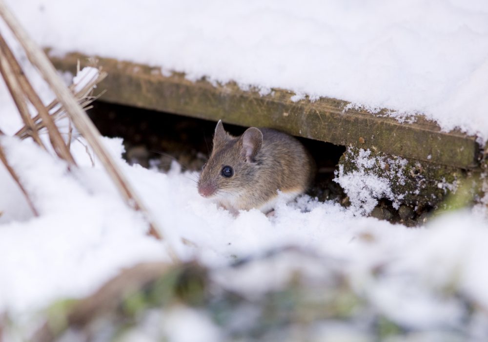 pests to watch this winter bain pest control