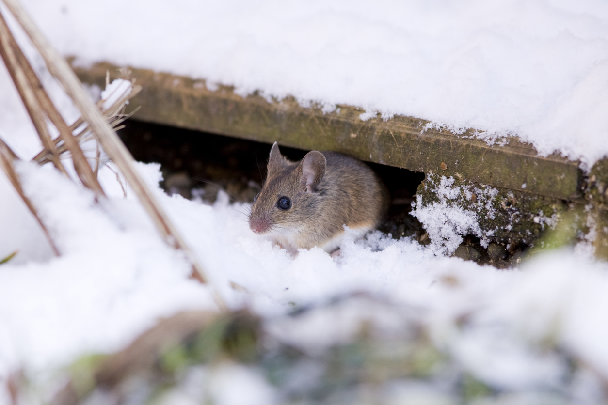 pests to watch this winter bain pest control