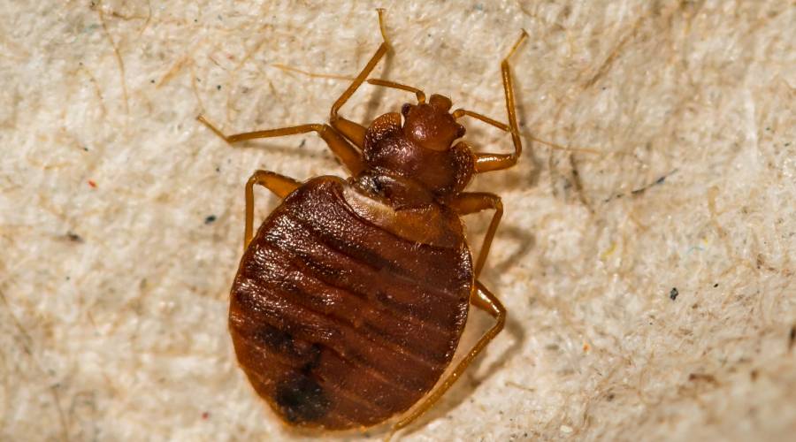 What bed bugs look like in New England - Bain Pest Control