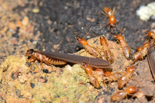termites-and-winged-termite